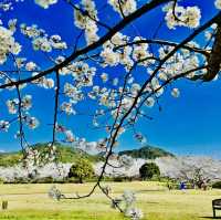 打卡日本福岡天滿宮