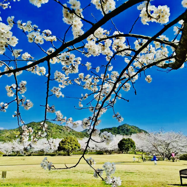 打卡日本福岡天滿宮