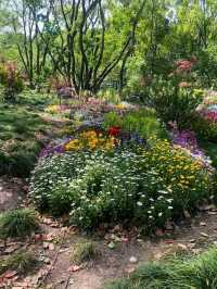 春日賞花｜上海共青森林公園遊覽攻略