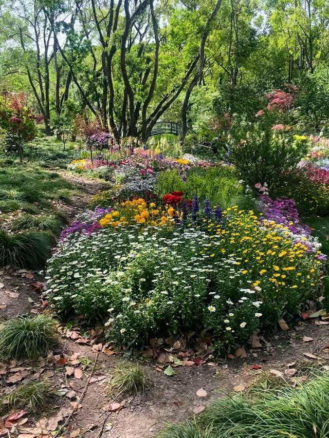 春日賞花｜上海共青森林公園遊覽攻略