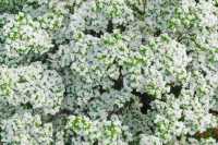 流蘇花開！綠博園迎來「四月雪」