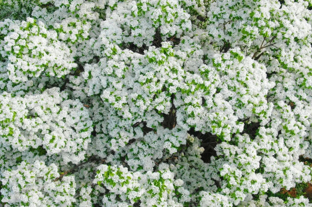 流蘇花開！綠博園迎來「四月雪」