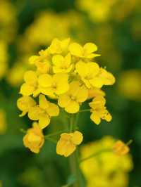 羅平春日限定 | 金雞峰叢賞油菜花攻略