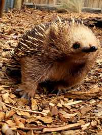 Tasmania wonders of animal kingdom #tasmania