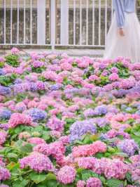 繡球花🌸沙田石門河濱花園