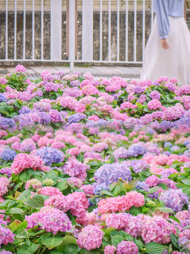 繡球花🌸沙田石門河濱花園