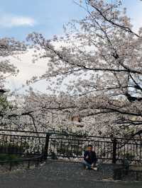 花見名古屋：千年古城的櫻花物語