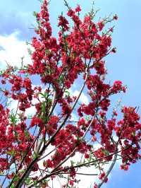 春日限定|杭州太子灣公園桃花觀賞攻略