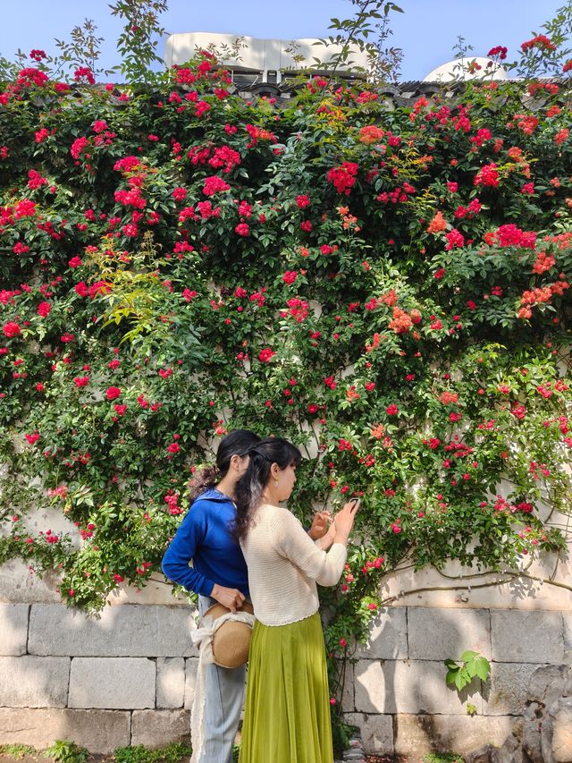 免費無錫的薔薇花瀑布已經top level啦