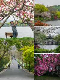 西湖嘅桃花美景，承包成個春天嘅粉紅邂逅