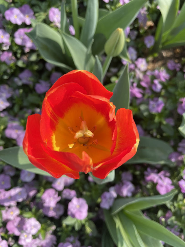 Luboyuan Nanjing: a mini Netherlands to see tulip 🌷