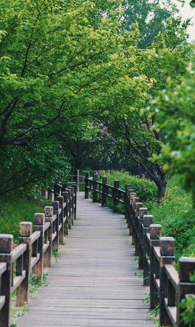 陰雨天的迷霧森林，封神！