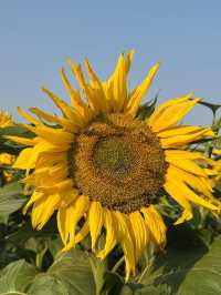 🌻東莞橫瀝葵香園 | 邂逅燦爛向日葵花海