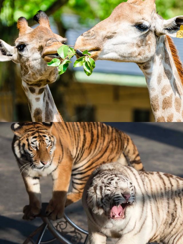 歡樂中與動物互動