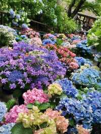 東京6月紫陽花聖地交通全攻略：奔赴限定藍紫色浪漫 
