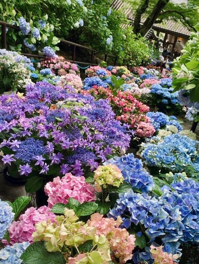 東京6月紫陽花聖地交通全攻略：奔赴限定藍紫色浪漫 