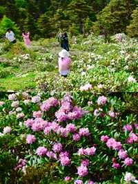 六月趣旅行  香格里拉正當時（避坑指南）