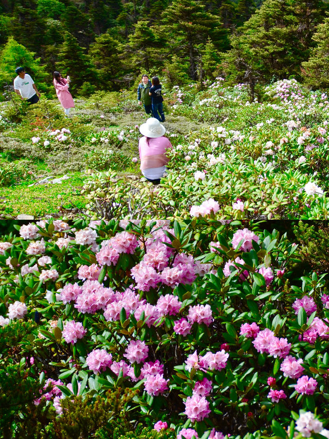 六月趣旅行  香格里拉正當時（避坑指南）