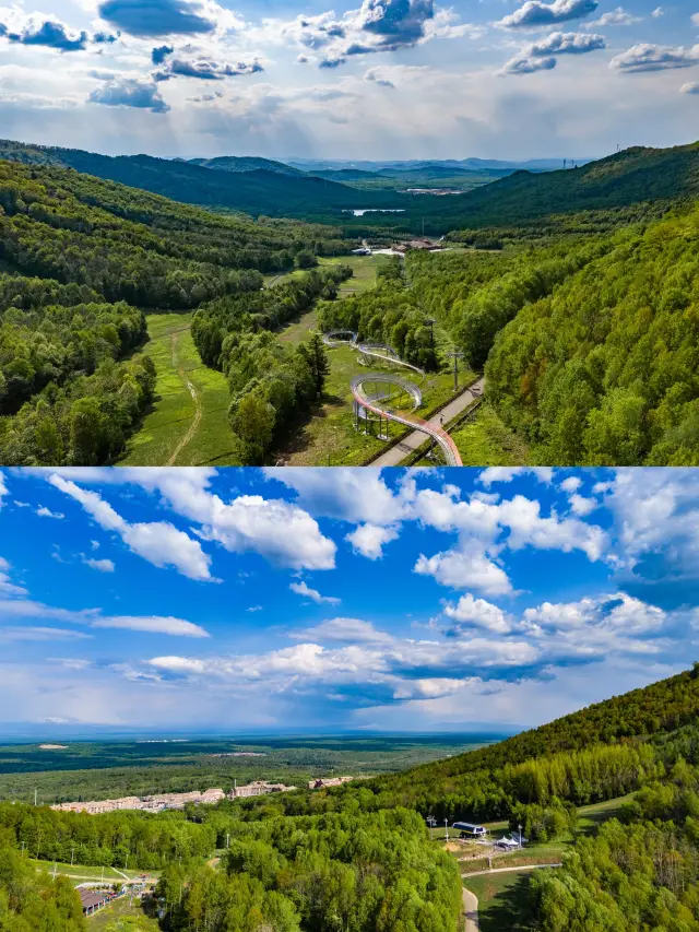 The Secret of the Old Boss｜I Captured the Perfect Photo of Ginseng