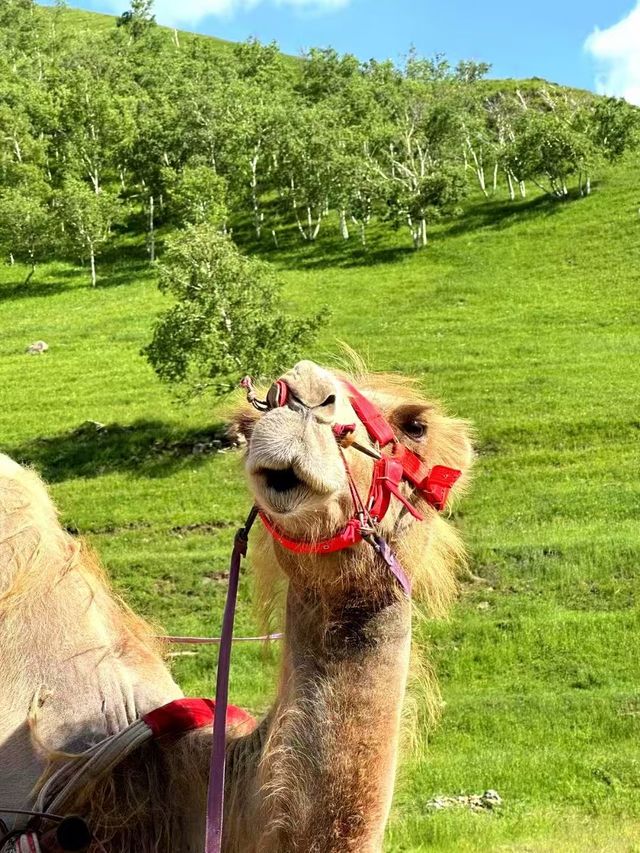 人生第一次嚟烏蘭察布旅遊～