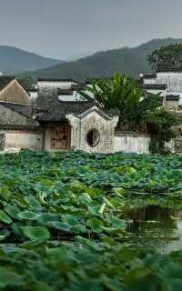 呈坎夏荷記：喺徽州八卦村裡，與一池荷花共生嘅千年時光