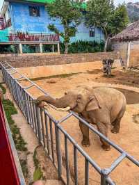 威海西霞口野生動物園真係正到爆！