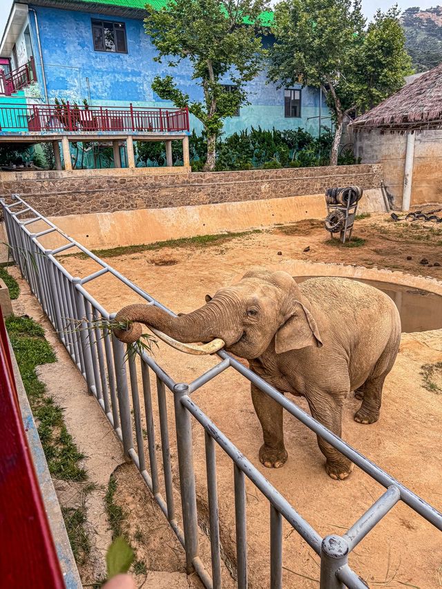 威海西霞口野生動物園真係正到爆！