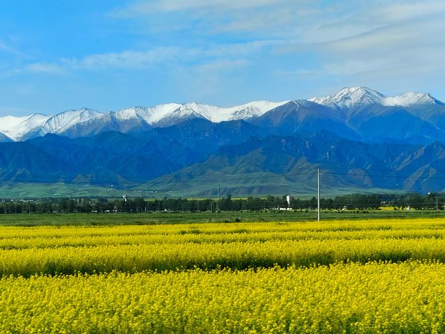 油菜花嘅金黃同青山藍天白雲相映成趣~~門源油菜花海