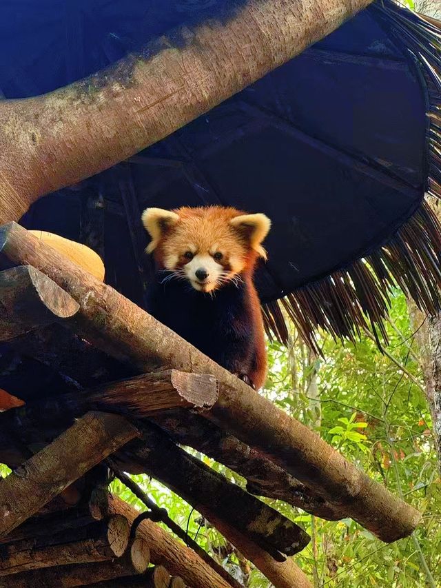 喺普洱玩嘅第三日，我哋去咗森林公園……
