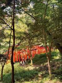伏見稻荷夏日遊記：斑駁鳥居影，水占一笺風。