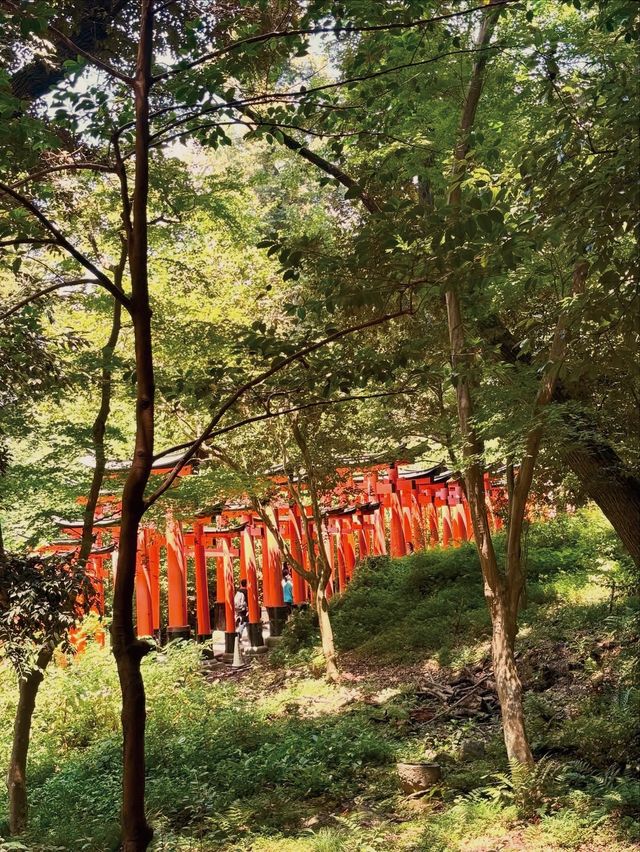 伏見稻荷夏日遊記：斑駁鳥居影，水占一笺風。