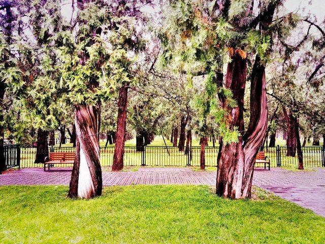 Exploring Chaoyang District's Parks: A Green Oasis in Beijing