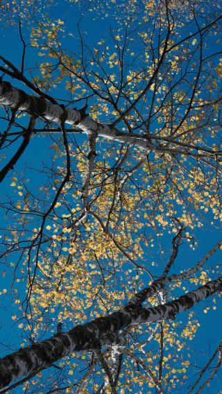Open the full screen to autumn in Yichun