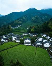 龍井村-茶鄉第一村|梯田茶園錯落有致，群山環抱間茶香彌漫