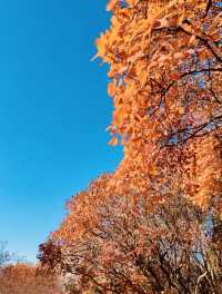 【濟南紅葉谷遊玩全攻略】一年僅此一季，邂逅泉城最美秋色！