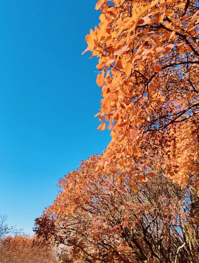 【濟南紅葉谷遊玩全攻略】一年僅此一季，邂逅泉城最美秋色！
