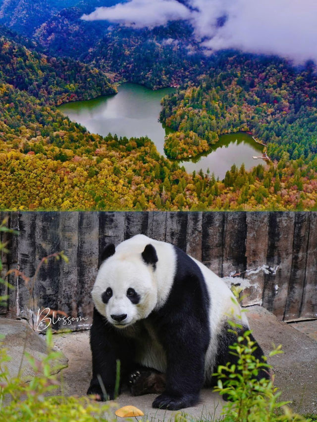 九寨溝深度遊天花板！4天3晚小眾玩法大公開