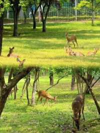 上海藏了個“小奈良”！免費獐園+治癒草坪，週末遛娃拍照首選