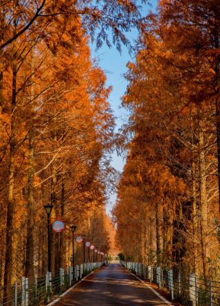 มหัศจรรย์ฤดูใบไม้ร่วงแห่งฉางซา! 40 นาทีถึงทางเดินเมตาเซควอยอาหลากสี – รออีกเป็นปี!