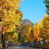 🍂 서울 가을, 2만 걸음으로 만나는 황금의 추억