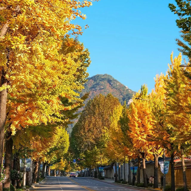 🍂 서울 가을, 2만 걸음으로 만나는 황금의 추억