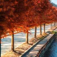 🍂 서울 가을, 2만 걸음으로 만나는 황금의 추억