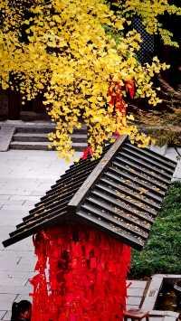 秋日去小雁塔感受歷史的厚重與自然和諧交融吧