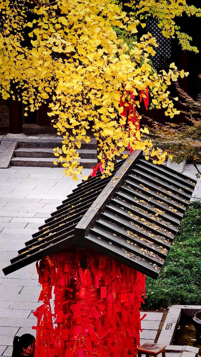 秋日去小雁塔感受歷史的厚重與自然和諧交融吧