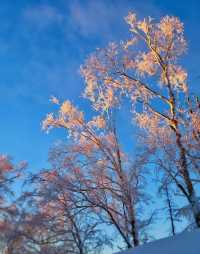 冬日霧淞奇遇記