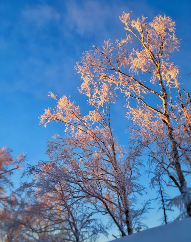 冬日霧淞奇遇記