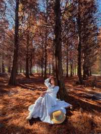 絕美!包場整個落羽松林的韓劇級浪漫