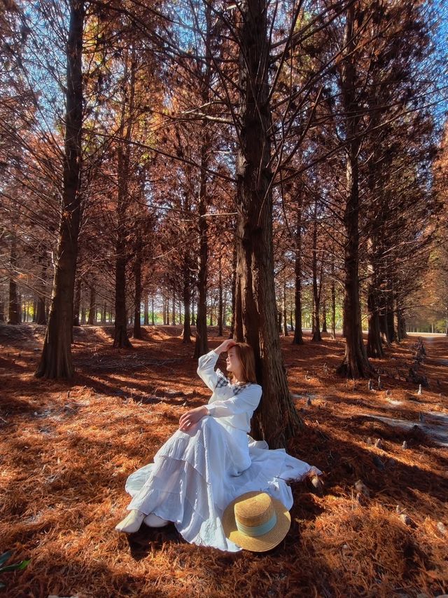 絕美!包場整個落羽松林的韓劇級浪漫 絕美!包場整個落羽松林的韓劇級浪漫