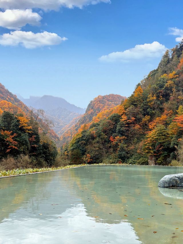 藏在深山的「天然基因庫」，正在上演最絢爛的色彩。