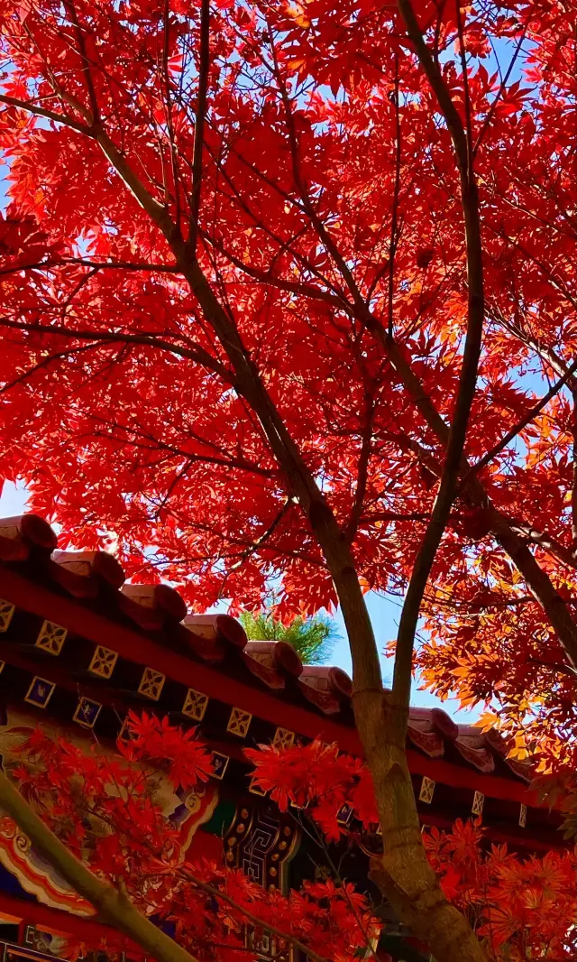 金秋限定！北京呢個600年古城牆下嘅銀杏雨靚到喊